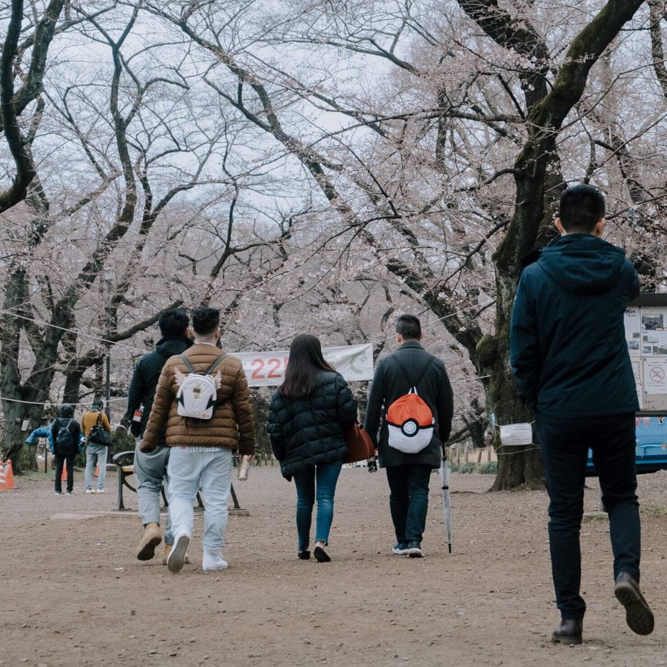 Tour group walking a path beneath cherry trees in a Tokyo park