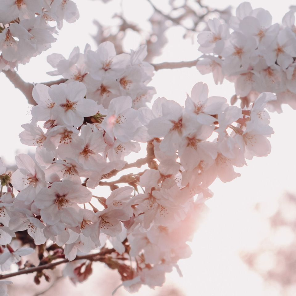 Leuchtende Kirschblüten vor klarem Frühlingshimmel