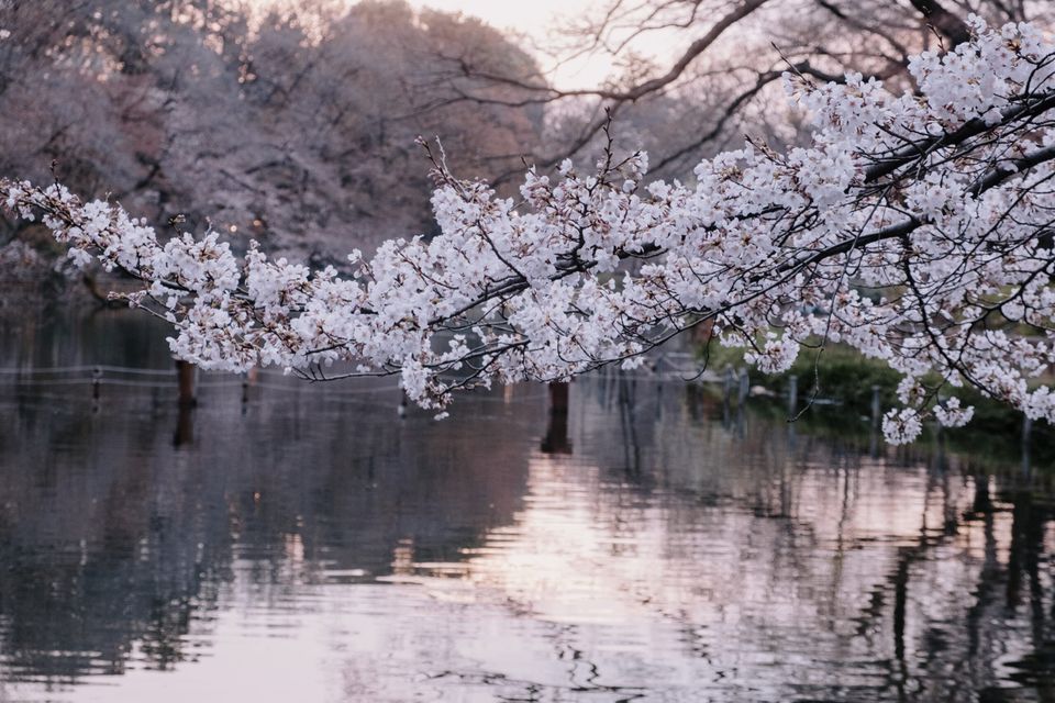 Cherry blossoms hanging over the pond in Inokashira Park, Kichijoji